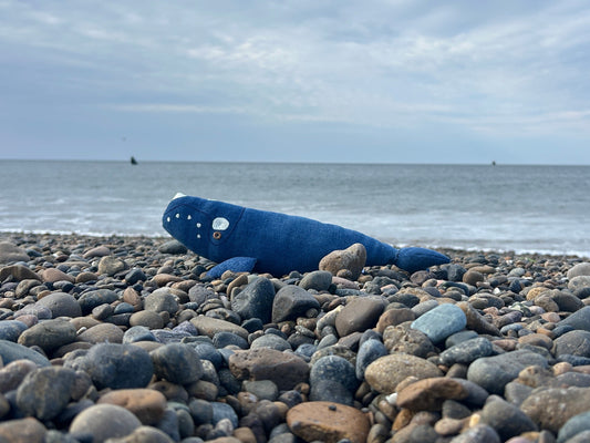BALLENA FRANCA AUSTRAL | WhaleJeans